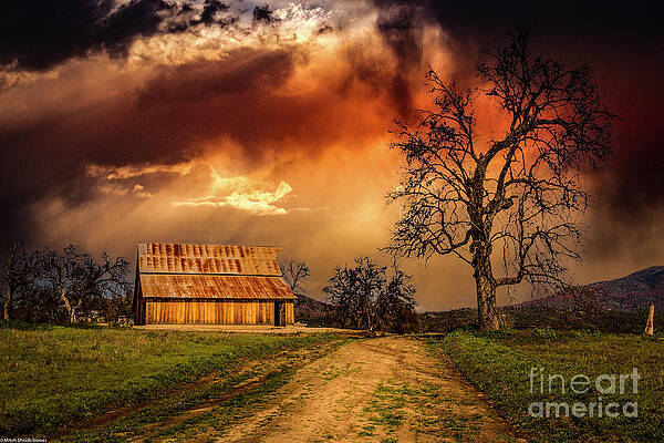Barn And Oak Tree #1 Print