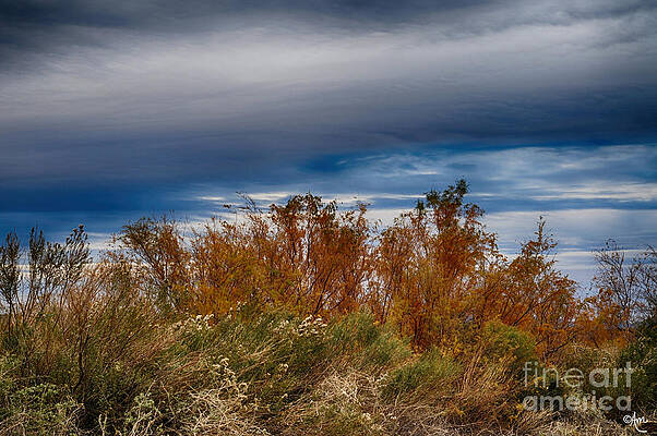 Desert Beauty #1 Print
