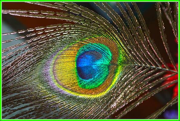 Feather Touch #2 Print