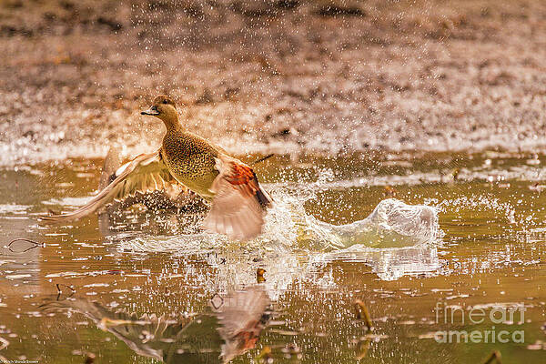 Gadwall Take Off #1 Print