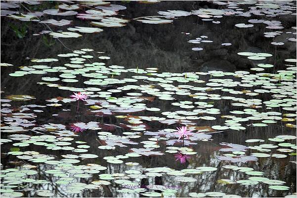 Reflecting Lilies Print
