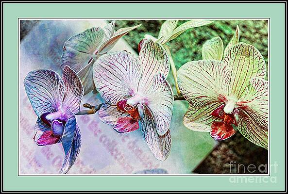 Orchid Trio #2 Print