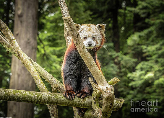 Red Panda Portrait 5 #1 Print