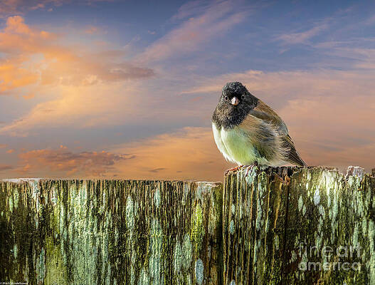 The Junco #1 Print