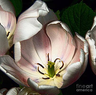 Spring Delight #1 Print