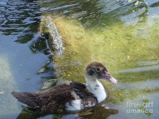 Albert, The Caribbean Duck Print