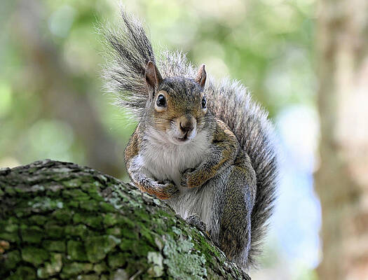 Angry Grey Boxer Squirrel Looks Left Tail Goes Right At Blue Springs Spflorida Print