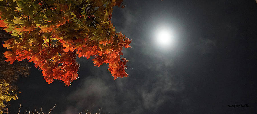 Autumn Blue Moon 2020, No. 2  - Wide Format Print
