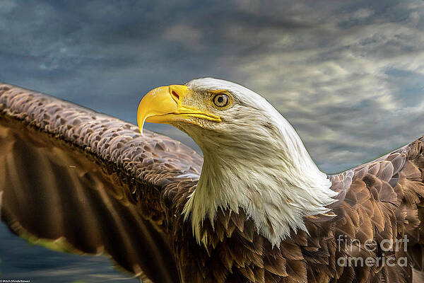 Bald Eagle Portrait 31 Print