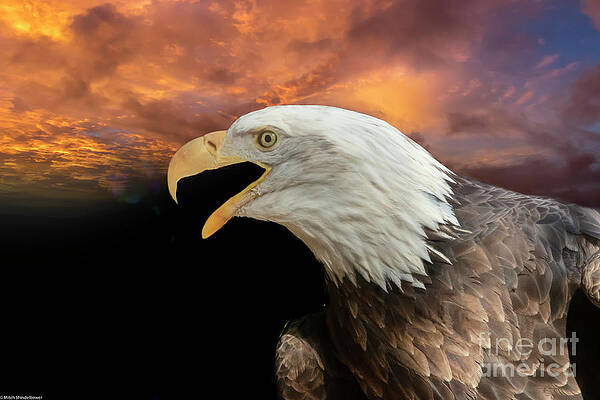 Bald Eagle Portrait 36 Print