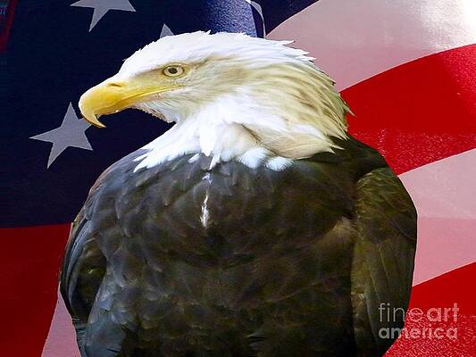 Bald Eagle Usa Print