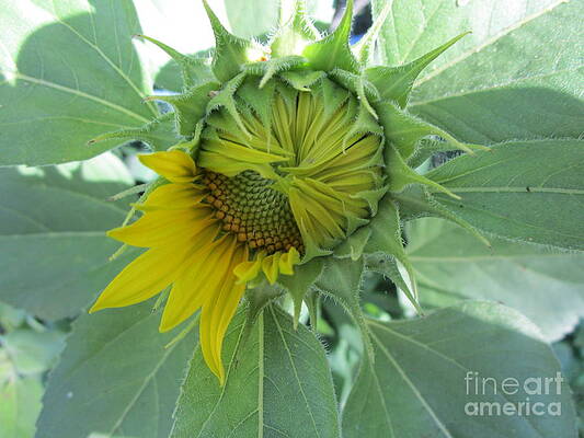 Beautiful Bashful Sunflower Print