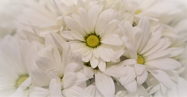 Beautiful Cut Flowers Print