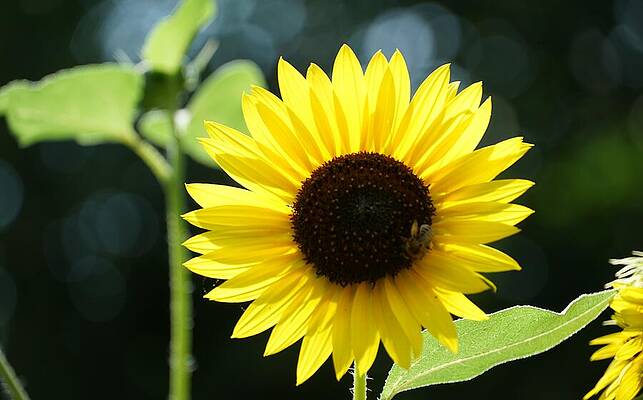 Bee My Sunflower Print