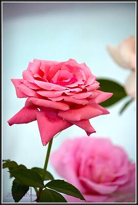 Bellissimo  Roho Print