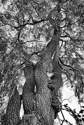 Black And White Tree Print