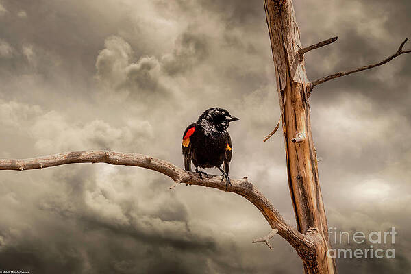 Blackbird Sing Print