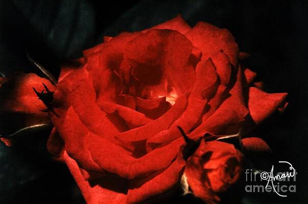 Blood Rose Print