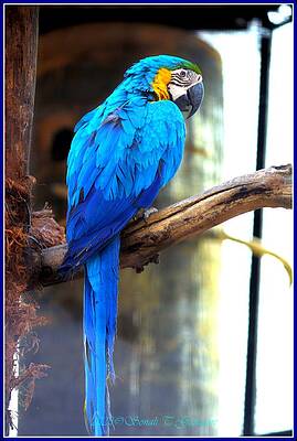 Blue Macaw Print