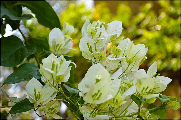 Bougainvillea In White Print