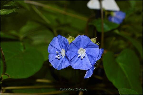 Bright And Blue Print