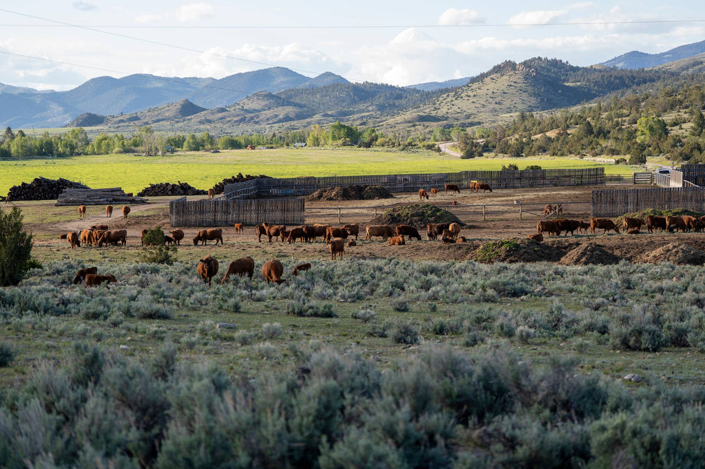 American Cattle Co