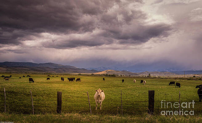 Cattle Country Print