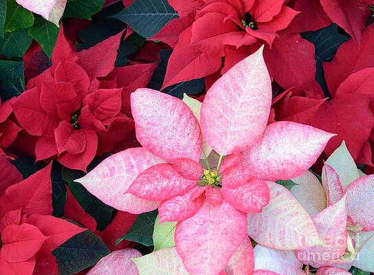 Christmas Pointsettia Print