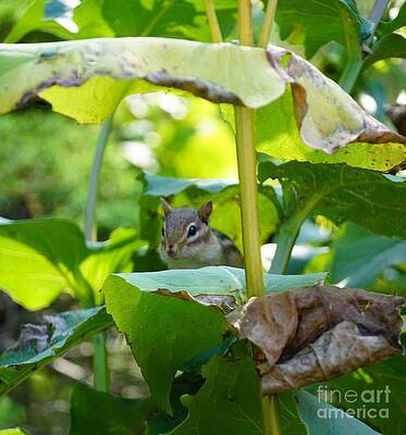 Curious Chipmunk Print