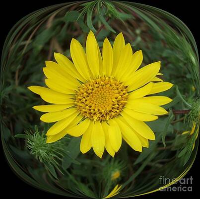 Daisy In A Square Bubble Print