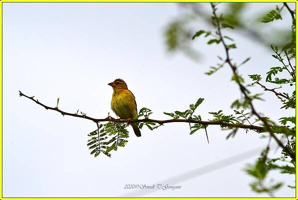 Female Weaver Bird Print