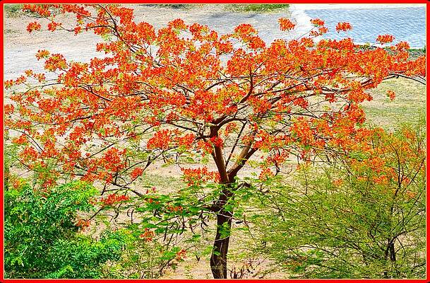 Flame Of Forest Print