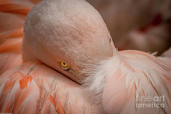 Flamingo Study Print
