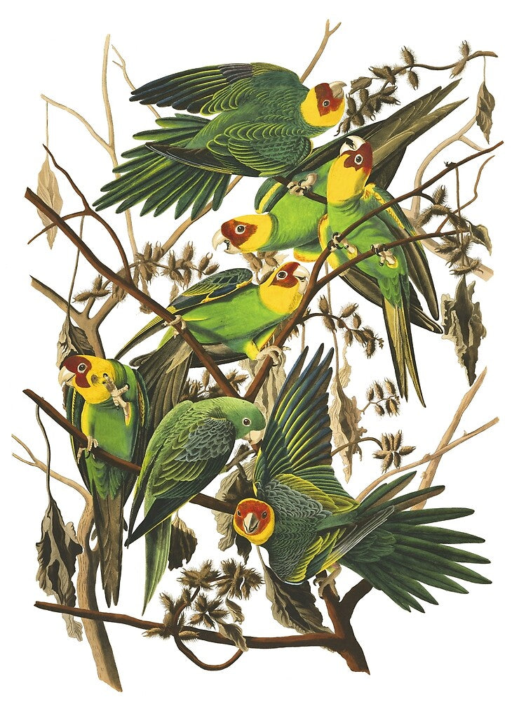 Carolina Parakeet - John James Audubon by billythekidtees
