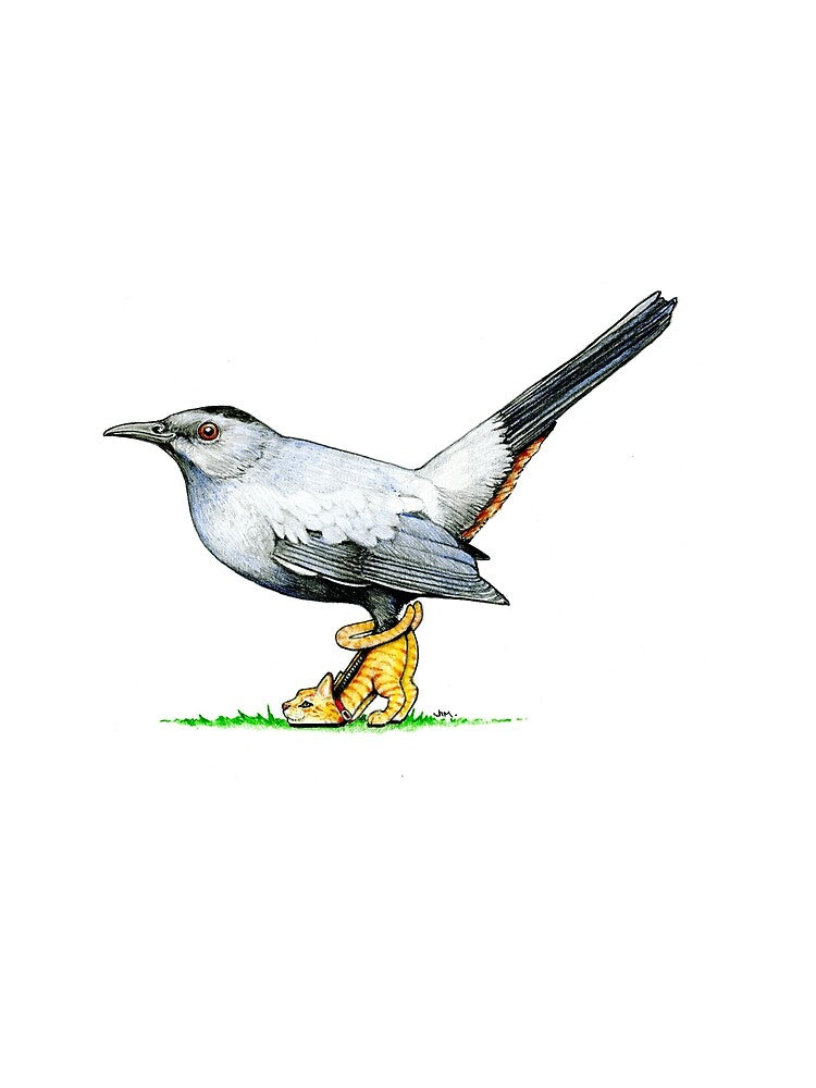 Catbird in Cat Shoes by JimsBirds