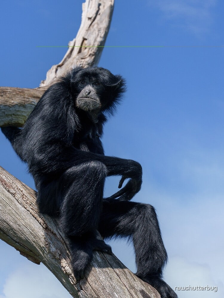 Calm Siamang Gibbon Under Open Sky by rawshutterbug