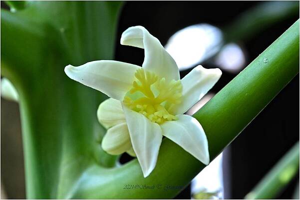 Flowers  Of Papaya Print