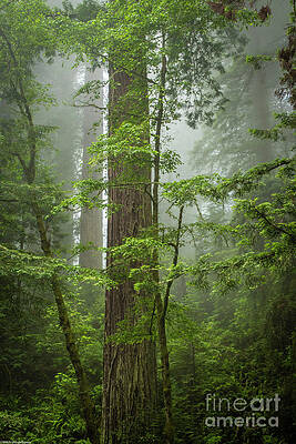 Foggy Redwood Forest Print