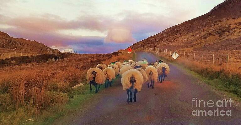 Following The Flock In Connemara, Ireland Print