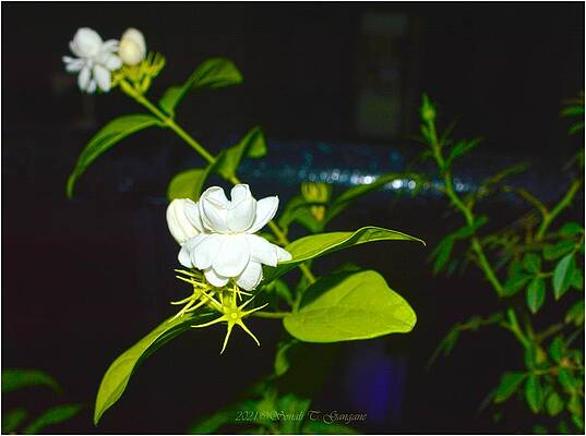 Fragrant Garden Jewels Print