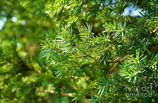Greenery 4 Print