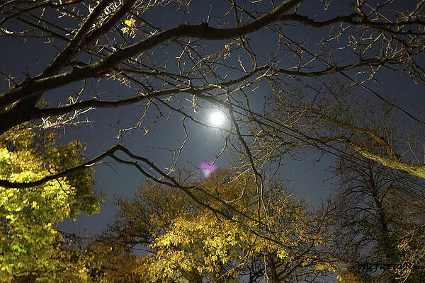 Hallowe'en Blue Moon Print