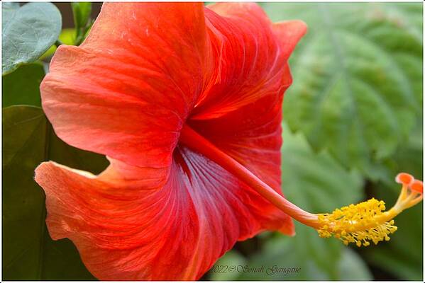 Hibiscus Hues Print