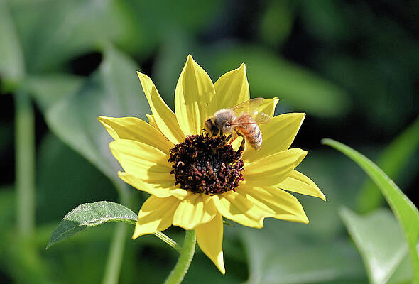 Honey Bee On A Florida Beach Sunflower Print