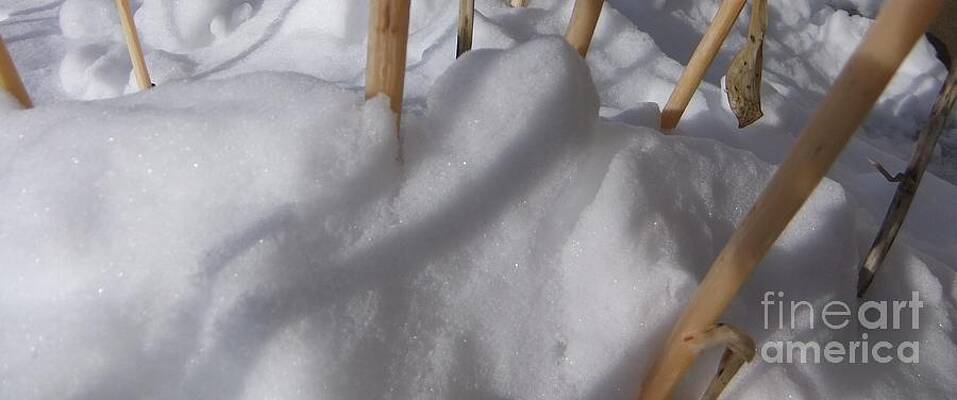 Hostas Buried In Snow Print