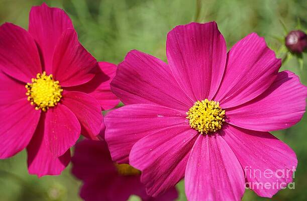 Hot Pink Cosmos Print