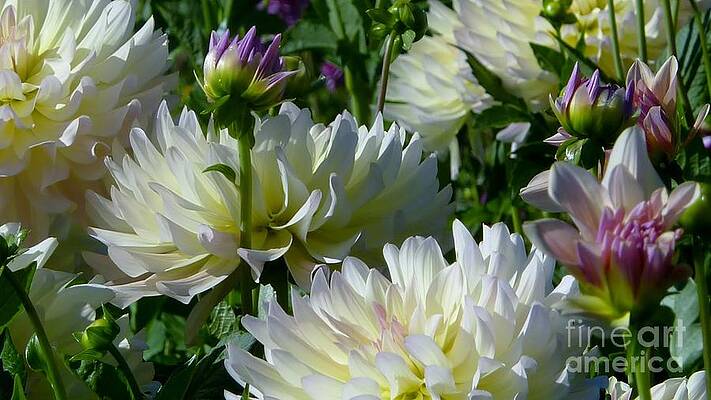 Hues Of Softness Dahlia Print