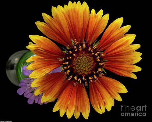 Indian Blanket On Black Print