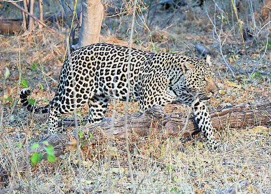 Leopard Hunting In Botswana Africa Print