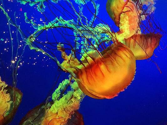 Jellyfish  #1 Print